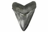 Serrated, Fossil Megalodon Tooth - South Carolina #175937-1